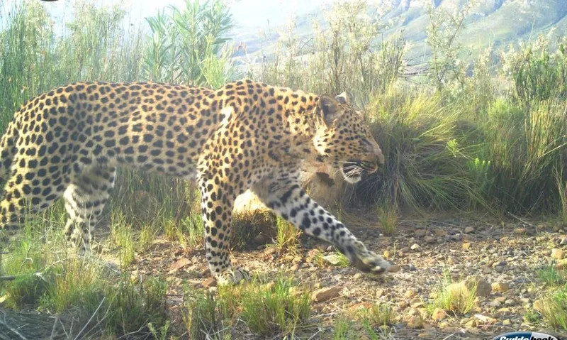 Leopards thriving in the Boland Mountains, new survey shows