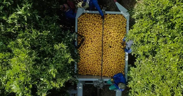 South African citrus farmers are reaping the benefits of stable domestic demand after Tiger Brands secured all of its Oros orange requirements locally for a second straight year.
