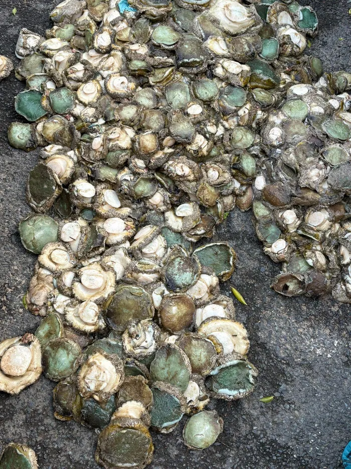 City of Cape Town law enforcement officers have arrested two suspects after officers intercepted a vehicle carrying 743 illegally harvested abalone.