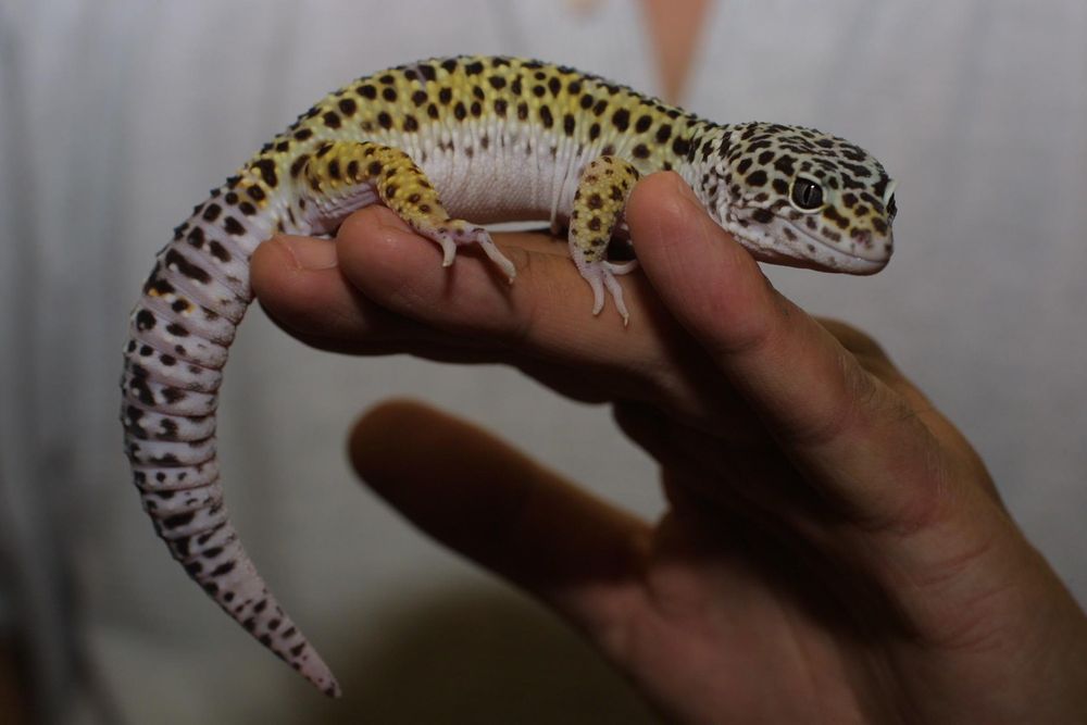 German nationals arrested for catching and trading in protected lizards ...