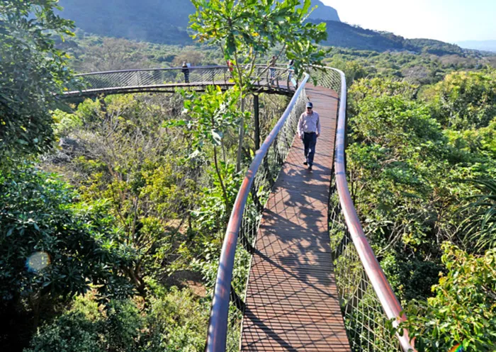 The Centenary Tree Canopy Walkway at Kirstenbosch Botanical Gardens.