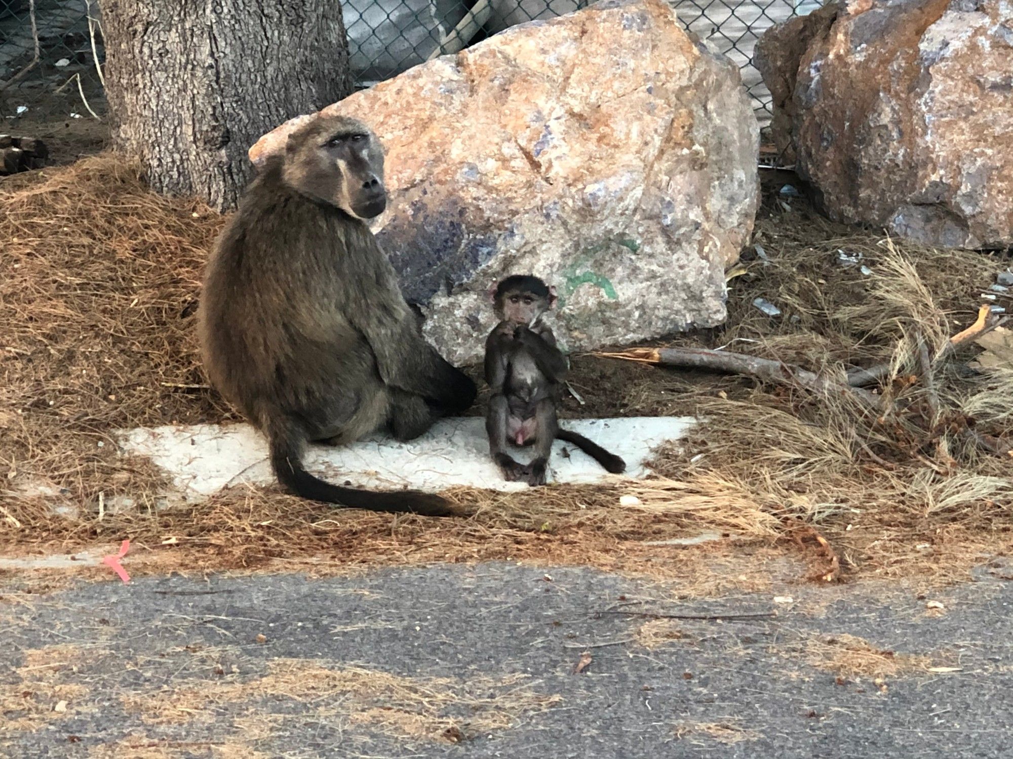 Baboons are part of our heritage