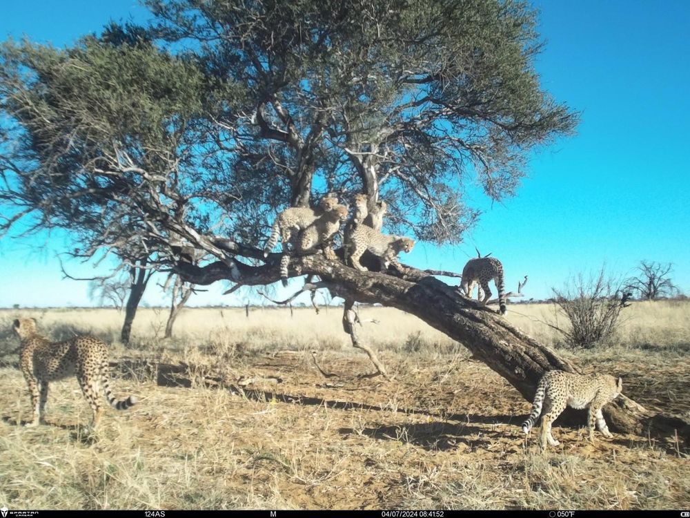 The alarming decline of South Africa’s free-roaming cheetahs: A call for urgent action