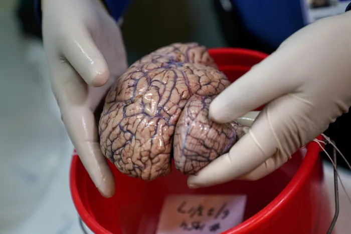 Brain beats brawn in quest for energy