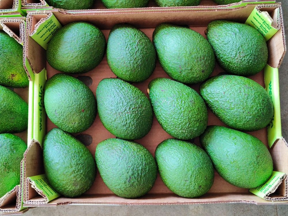 South Africa’s subtropical fruit exports offer growth potential — Steenhuisen