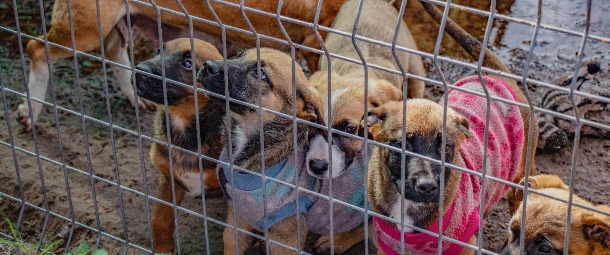 Fallen Angels Pet Rescue faces relocation challenges