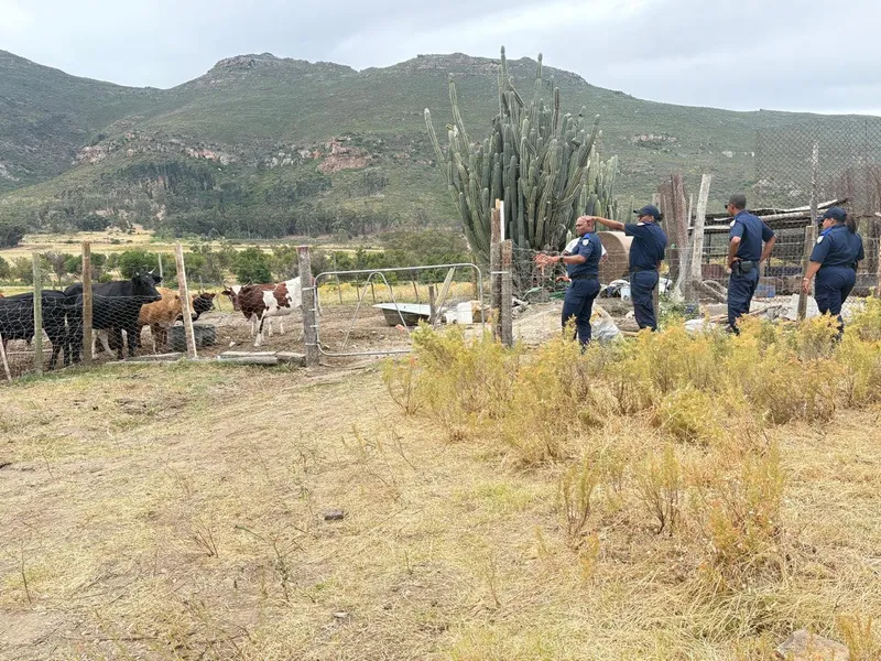 Drakenstein Municipality supports efforts to contain foot-and-mouth disease in Gouda