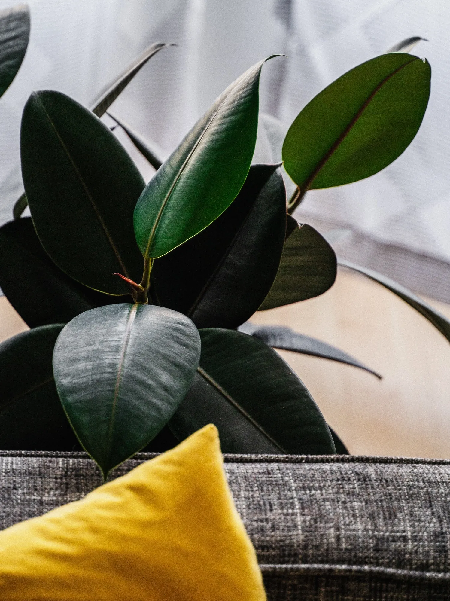 15 Air-Purifying Plants to Cleanse Your Space of Chemicals and Toxins