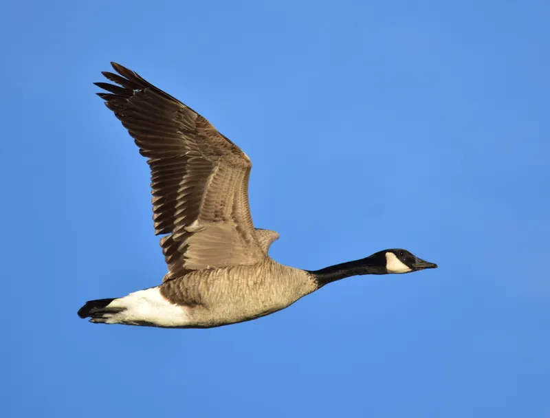 Plagued by geese, a city pays for drones and dogs to scare them away
