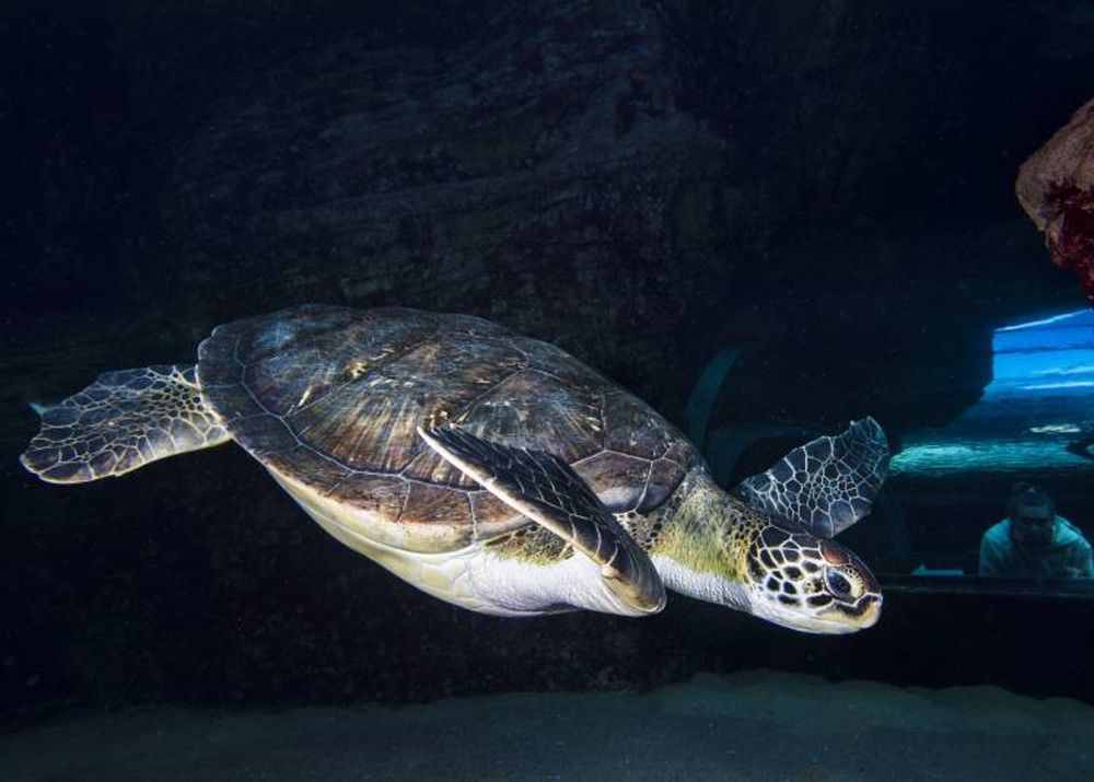 Rescued turtles Bob and Harry a step closer to their release