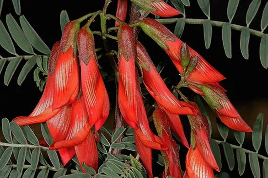 There is renewed hope for patients as researchers delve into the healing properties of "cancer bush", a plant long used in traditional medicine.