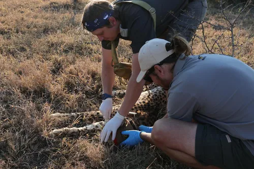 Five more cheetahs collared in Hluhluwe-iMfolozi as KZN strengthens conservation drive