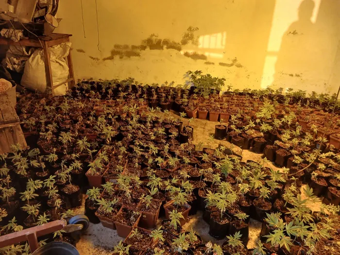 Some of the dagga plants found at a hydroponic laboratory in De Deur.