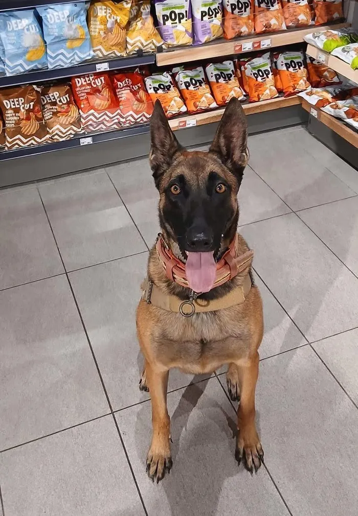 Woolworths K9 unit is on duty.