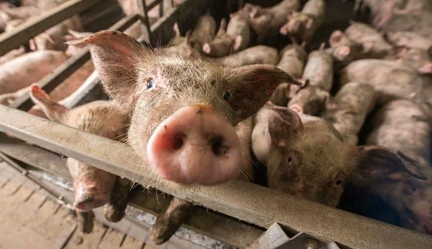 Animal factory farming shortens the human lifespan by almost two years, study finds