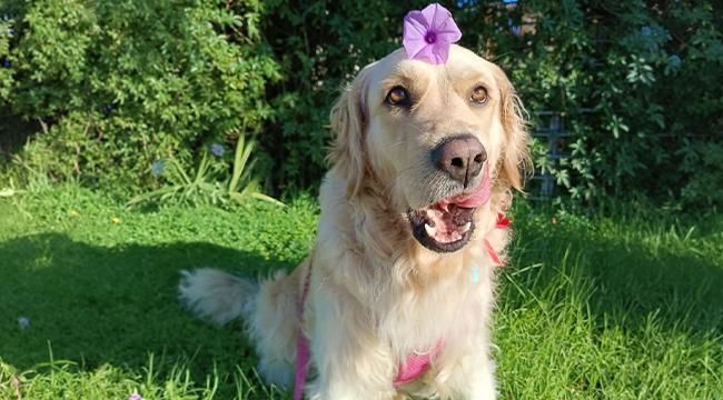 Meet the therapy dog helping South African children feel safe