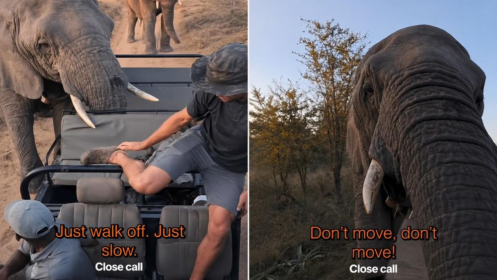 WATCH: ‘The Car Is Not Starting’: Terrified Tourists Trapped as Elephant Sticks Head Into Safari Vehicle'