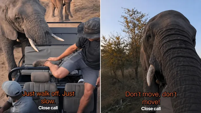 The clip shows the elephant walking directly up to the open vehicle before reaching inside with its trunk.