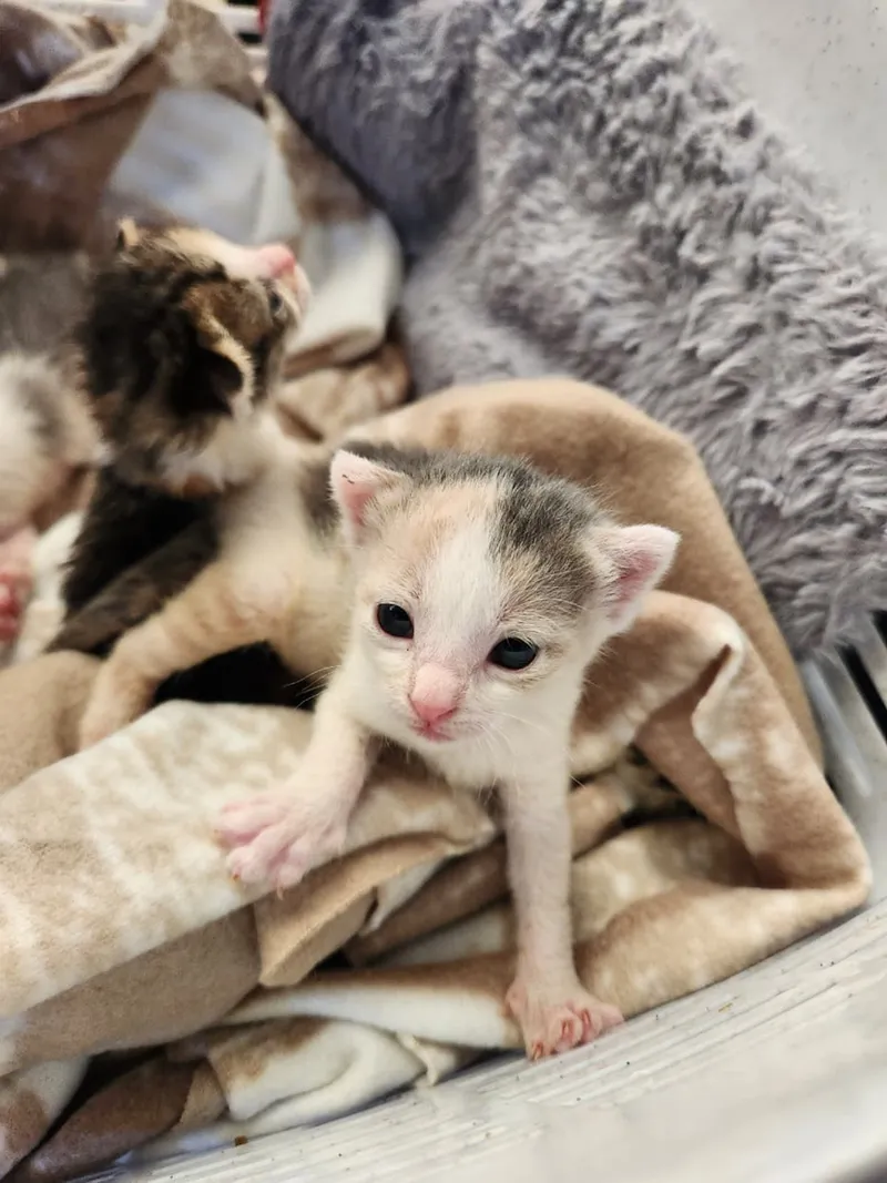 Westlake residents unite to rescue kittens