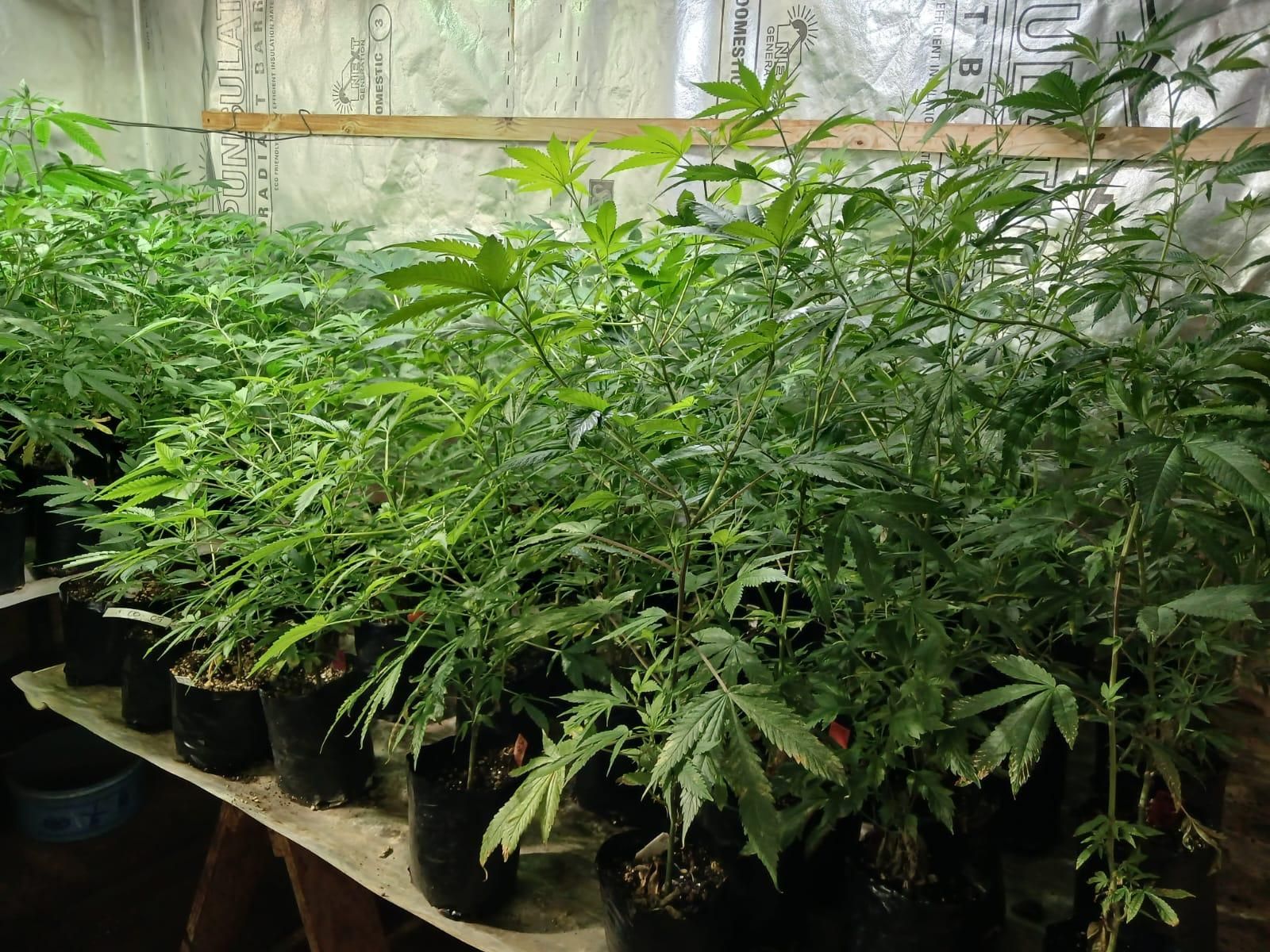Dagga Farm Bust: KZN Man arrested with 382 plants worth R1. 2 million