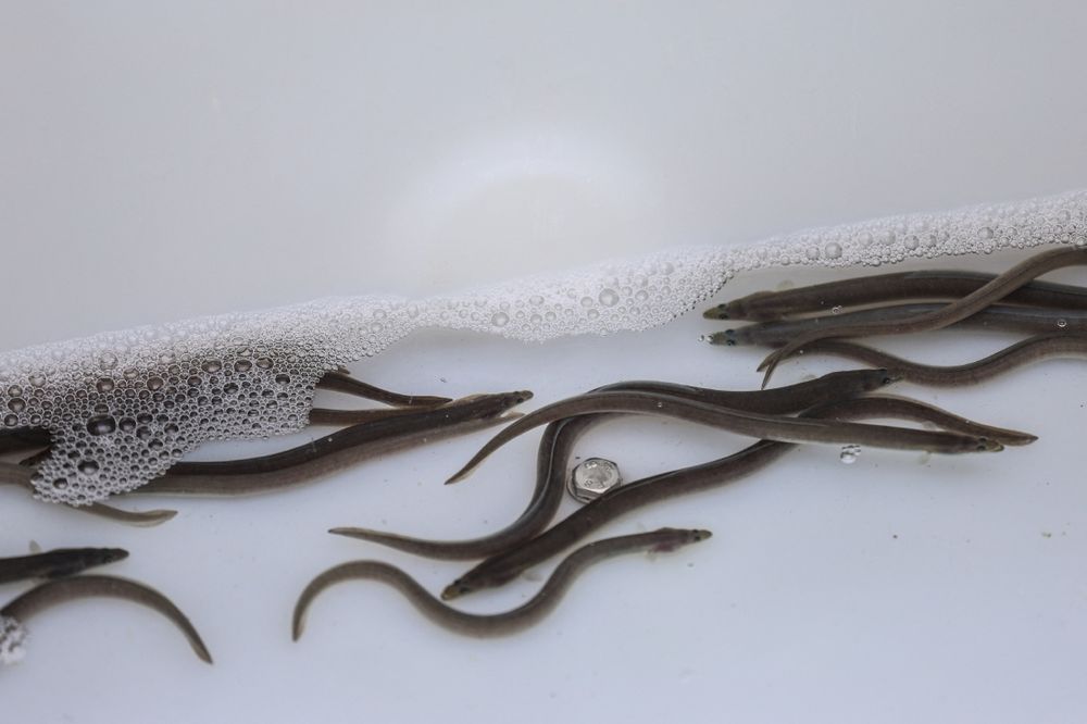 eSports whizz-kid keeps sharp by eating eels: this week's most amusing stories - IOL