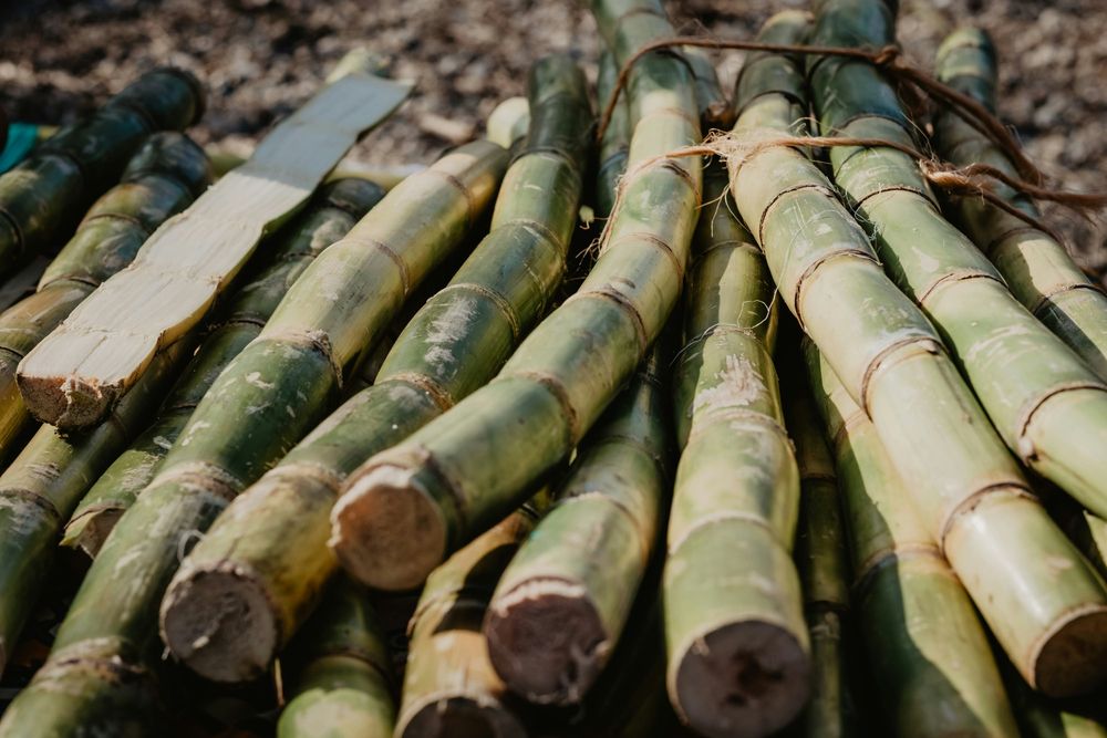 Sweet news for sugarcane farmers