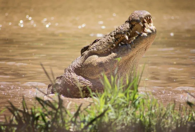 Celebrate Henry the Nile Crocodile's 125th Birthday at Crocworld