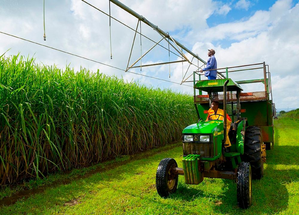 Tongaat Hulett seeks regulatory reforms to save South Africa's sugar industry