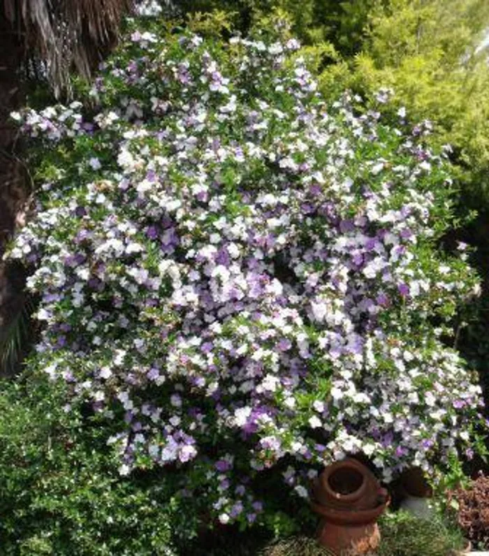 The glorious fragrance of brunsfelsia pauciflora (yesterday today and tomorrow) heralds the start of summer.