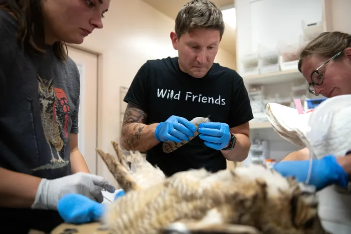 Bart Richwalski performs a procedure on the owl.