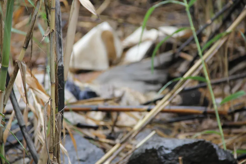 Inquest opened after decomposed body is found in Colville