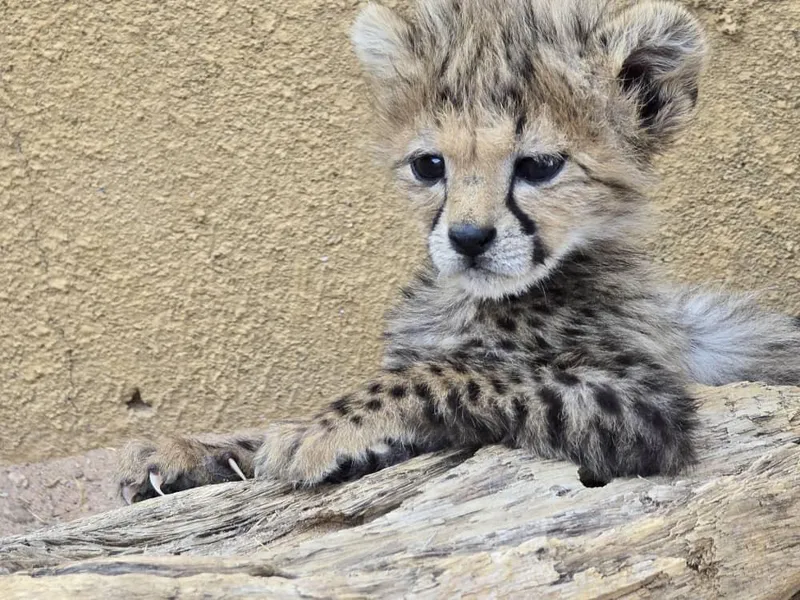 The Cheetah’s Return to India is a Conservation Gamble ... and a Necessity