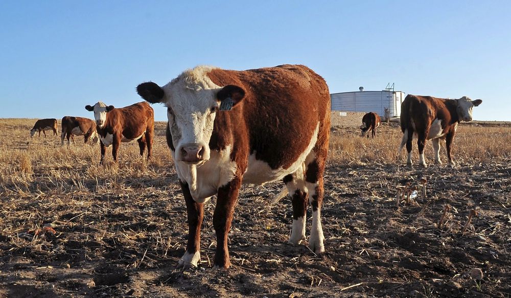 Foot-and-mouth disease outbreak hobbles South African farmers
