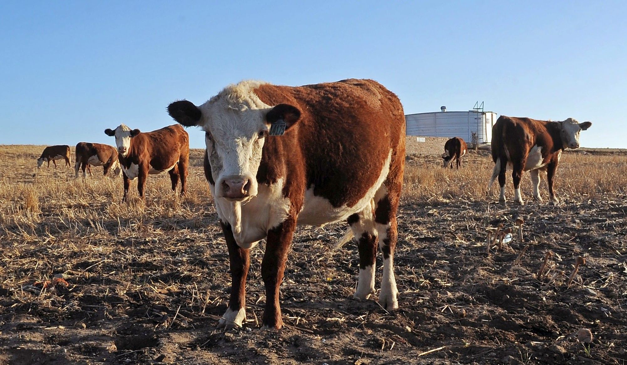 Outbreak of Foot and Mouth Disease spreads from KZN to Mpumalanga and Gauteng