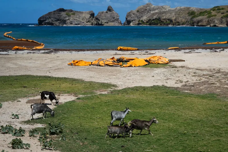 Goat vs gecko: Caribbean island faces wildlife showdown