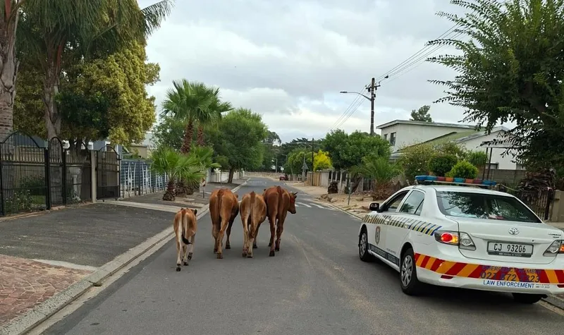 Urgent veterinary quarantine in Drakenstein due to foot-and-mouth disease outbreak