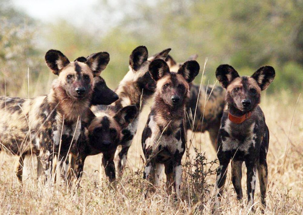 Endangered wildlife at risk from expanding road networks in mountainous ...