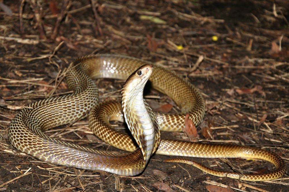 WATCH: 'There's a giant snake outside my hotel room', says