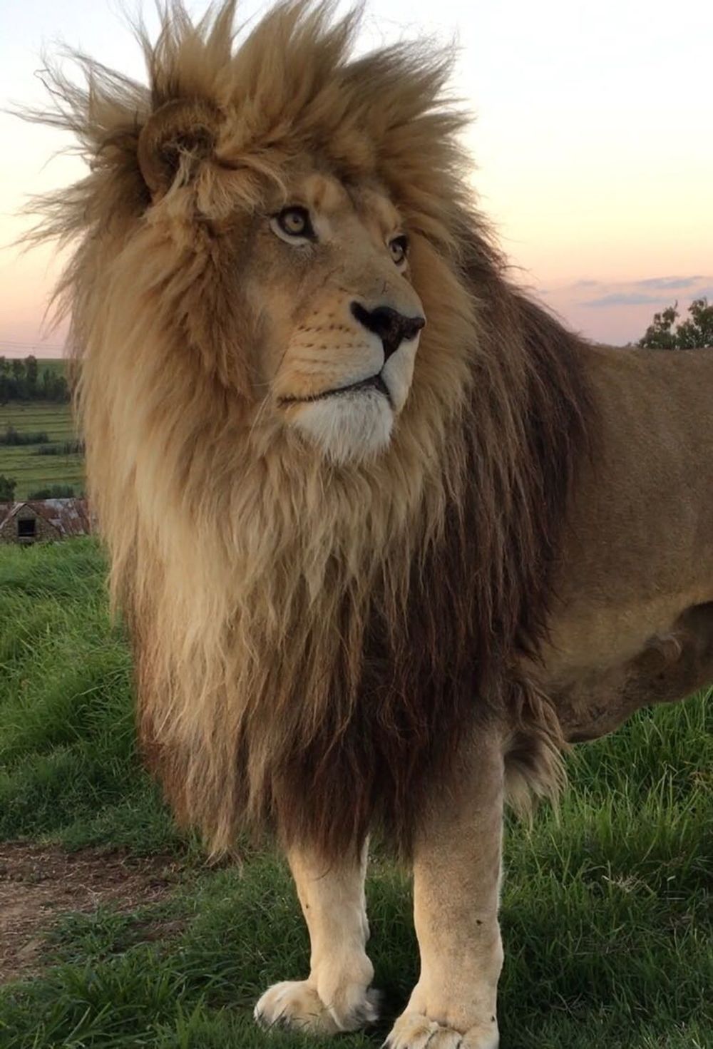Man cuddles lion video trending
