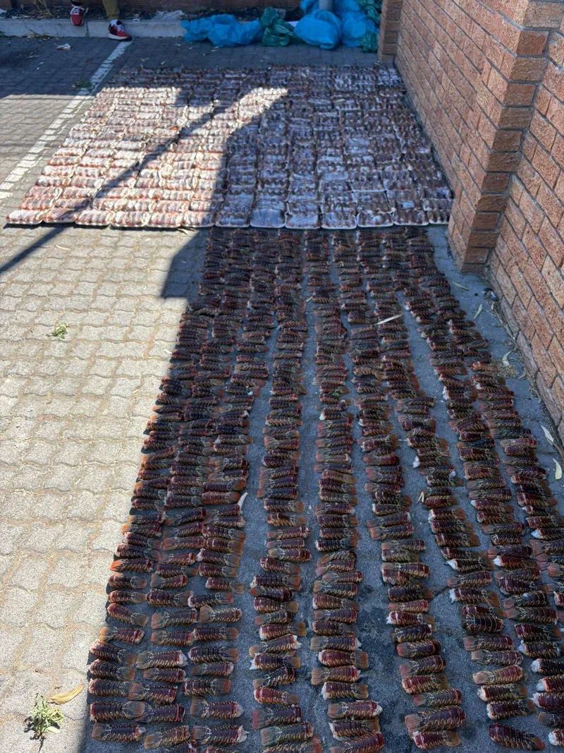 Whiff of trouble as 3 000 crayfish tails found in Bishop Lavis fridges