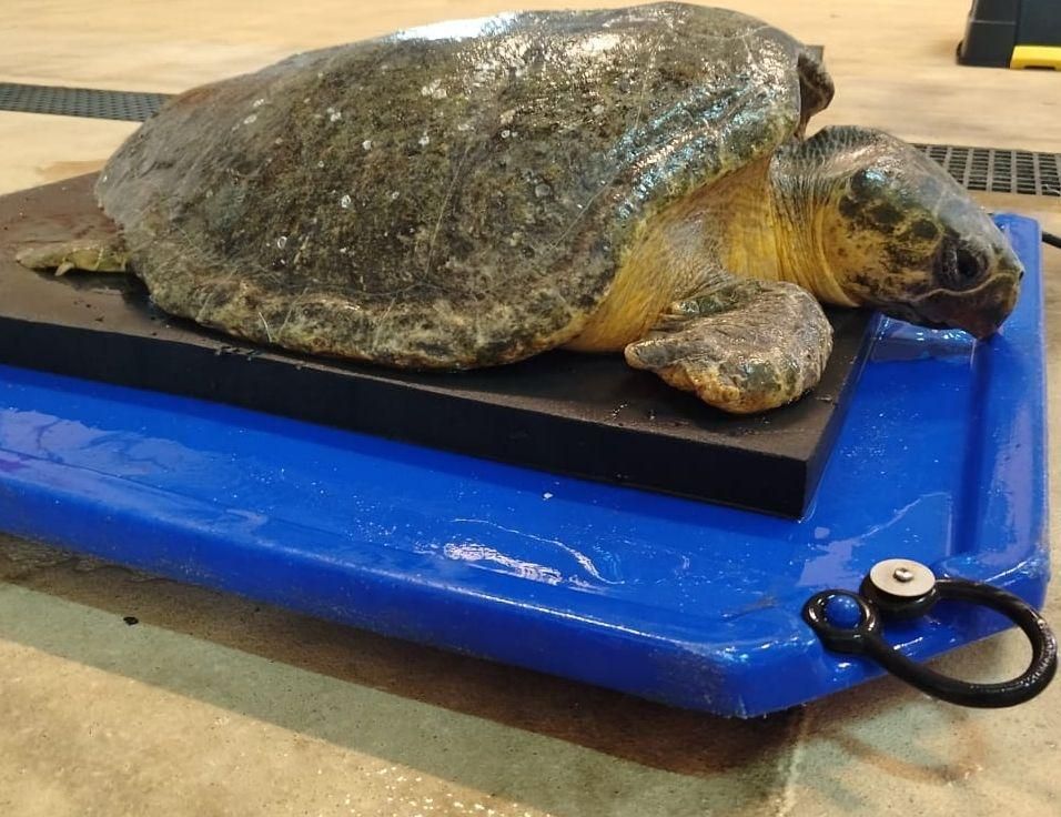 Rescued loggerhead turtle Finley shows signs of recovery at uShaka Sea ...