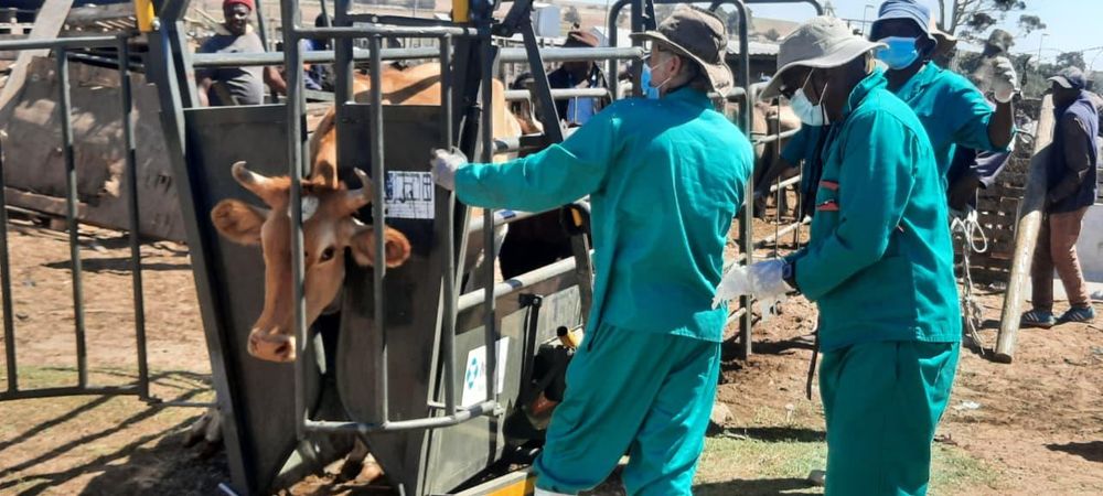 EFF raises concerns over Department of Agriculture's Foot-and-Mouth Disease response
