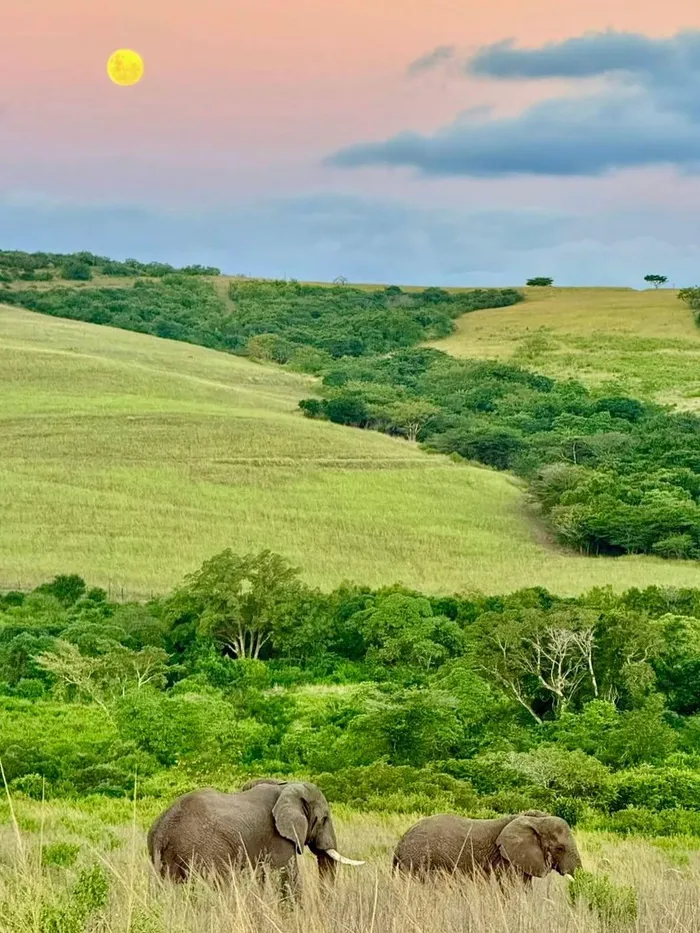 Thula Thula Private Game Reserve is a 5000-hectare wildlfe sanctuary in the heart of Zululand. 