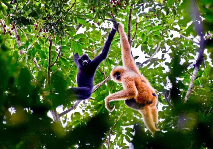 Hainan black-crested gibbons play in a forest.