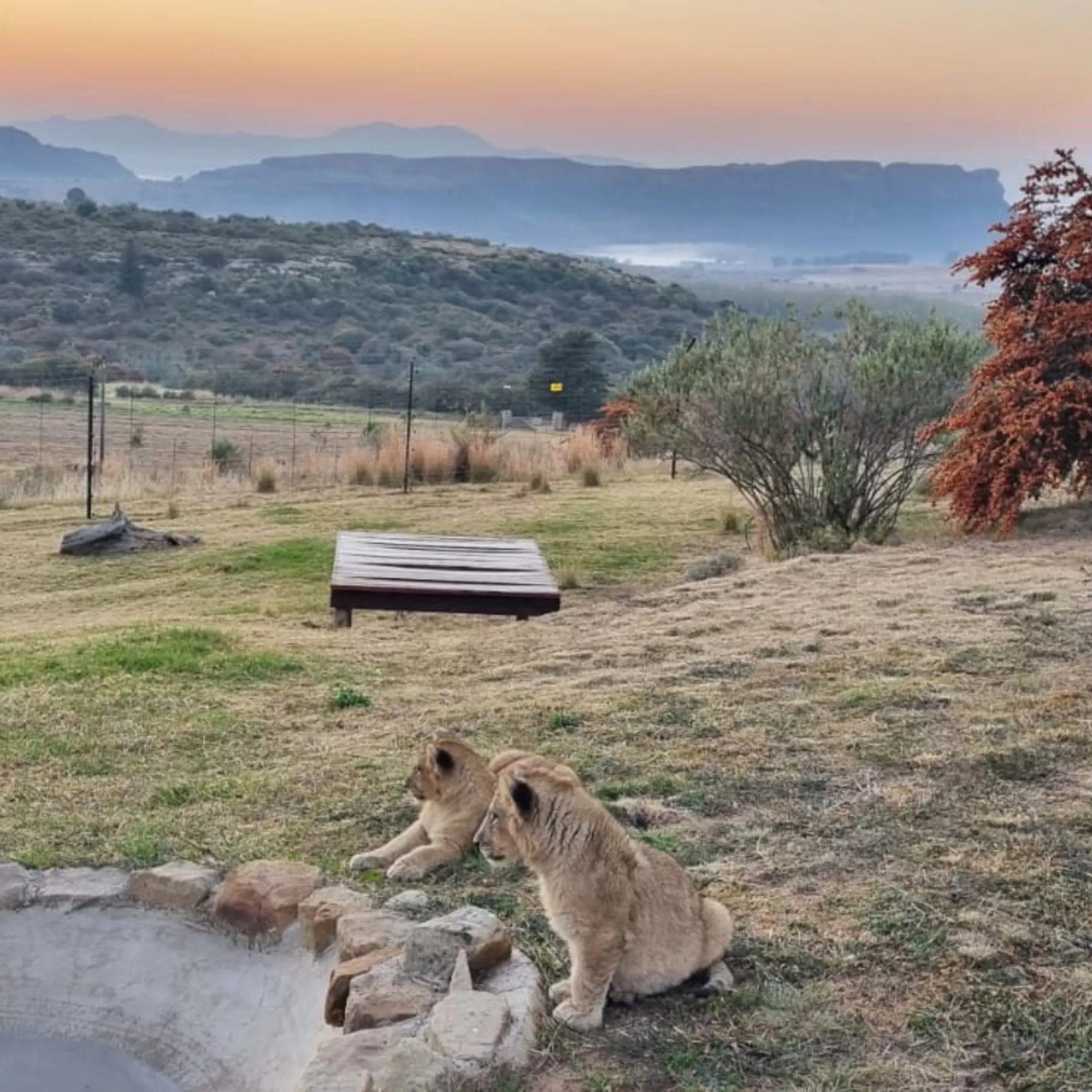 Two lion cubs found at a Durban residential property without a permit released at a wildlife facility – NSPCA - Vimarsana News