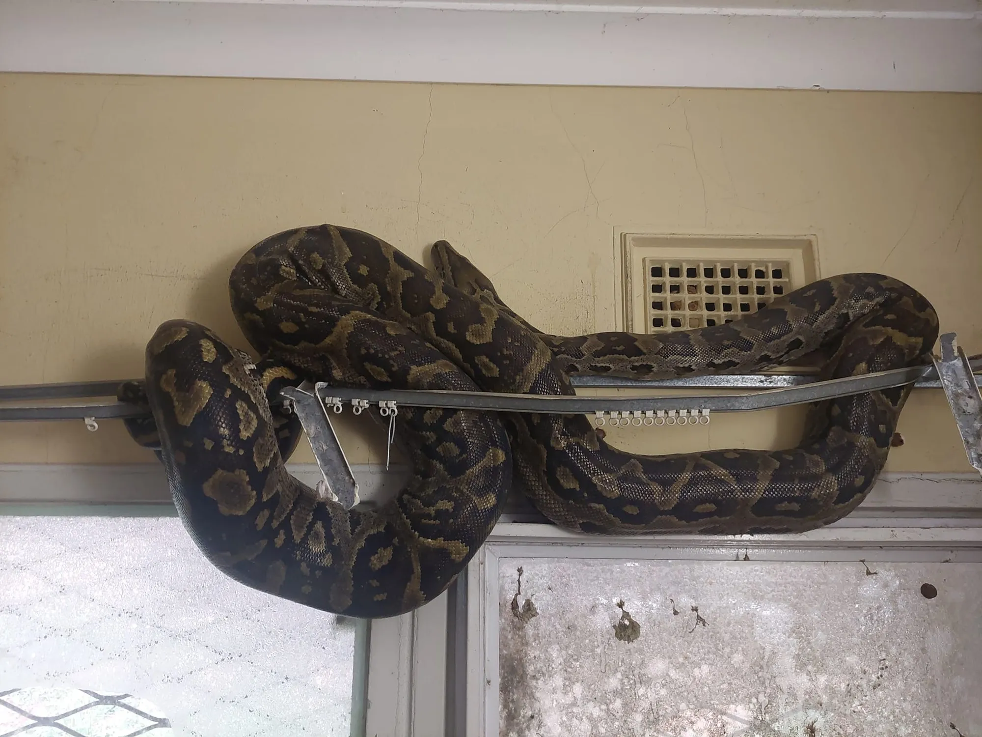 3m python drawn away from curtain rail - Vimarsana News