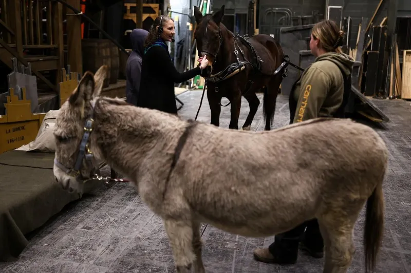 Pets, pedis and peppermints: When the diva is a donkey