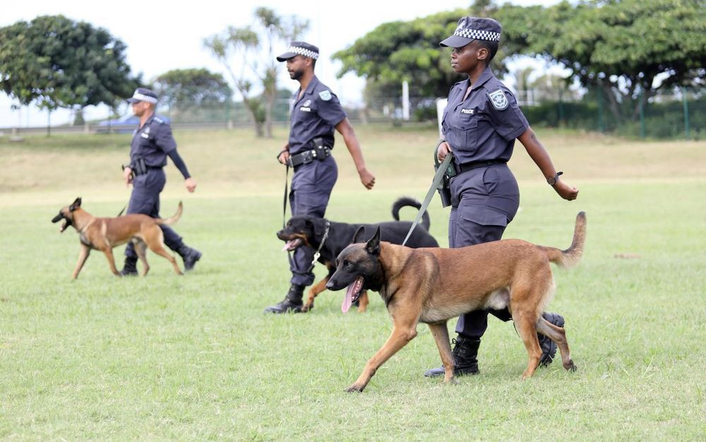 Former SAPS dog handlers train new Metro Police K9 officers to combat crime in Durban