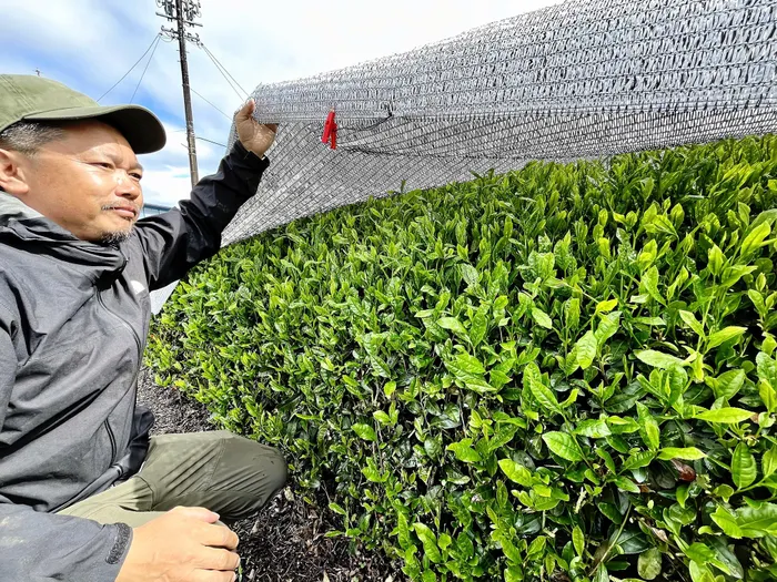 Tetsuya Matsunaga checks tencha, the tea leaves from which matcha is made, he is growing in Aoi Ward, Shizuoka. 