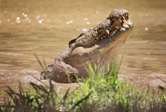 Move over Jonasi, Henry the Croc is the 'Polygamist' of KZN's Crocworld ...